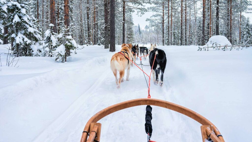 chien de traineau